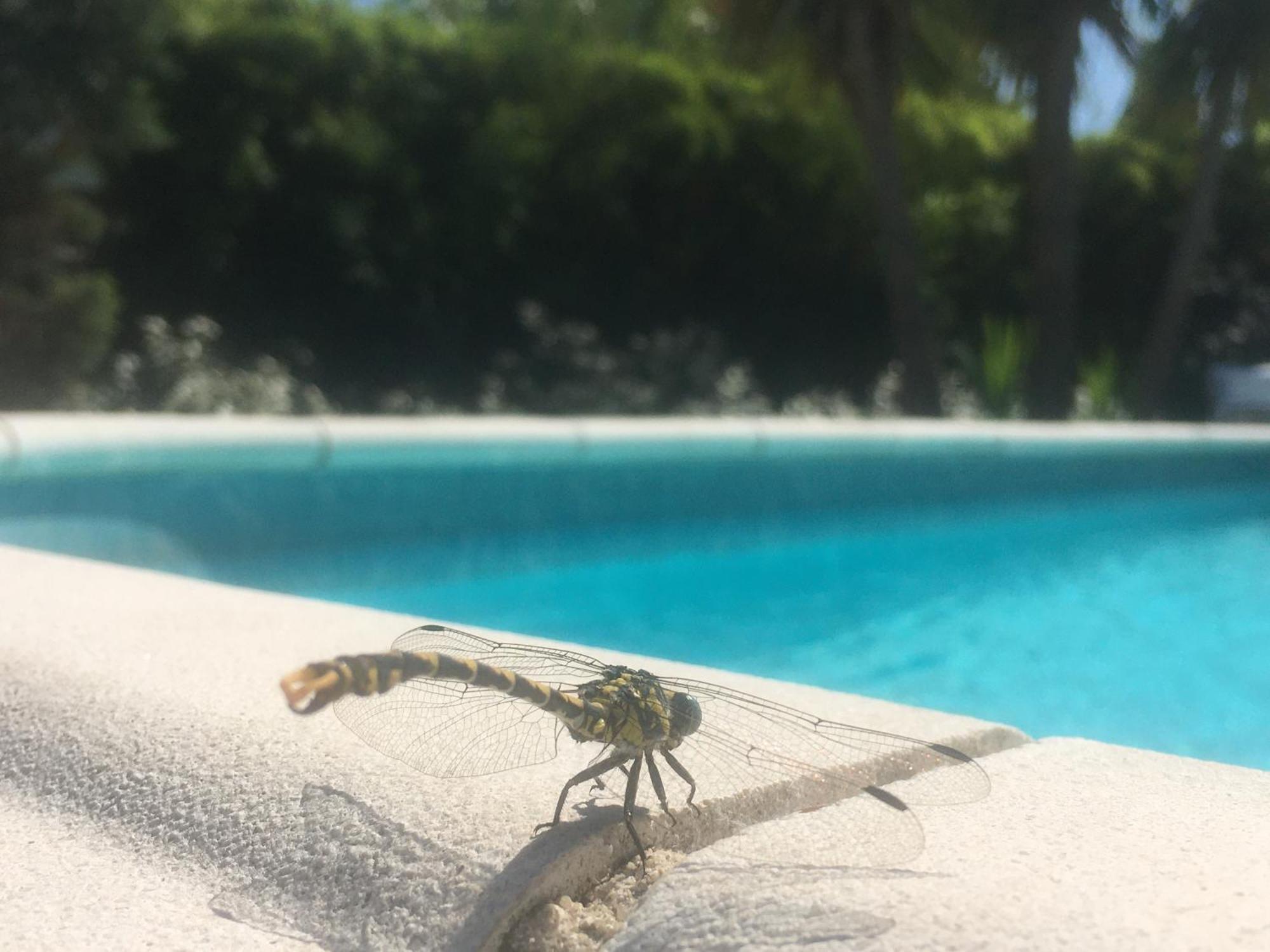 Maison Proche De Hyeres Avec Piscine Privee, Terrasse Et Jardin La Farlède Exteriér fotografie
